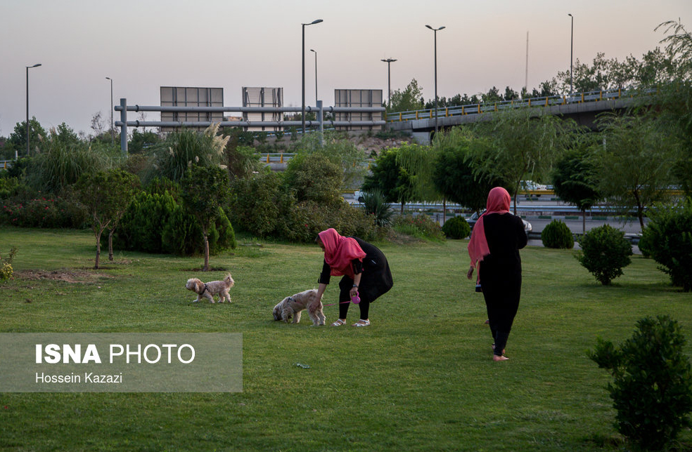 ترویج سگ گردانی در خبرگزاری جهاد دانشگاهی